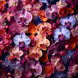 orchid as a natural multicolored background, floral backdrop, tropical exotic flowers.