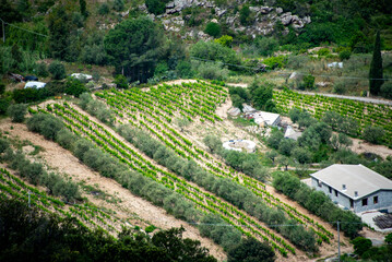 Sticker - Agricultural Fields in Nuoro - Sardinia - Italy