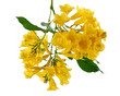 Yellow trumpet flower, Tecoma stans, Yellow flowers isolated on white background with clipping path   