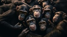 A Group Of Monkeys