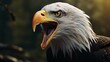 a bald eagle with its mouth open