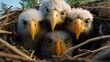 a group of birds in a nest