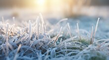 Frozen Green Grass, Grass Covered With Frost In Winter.