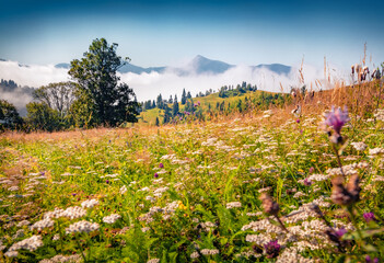 Sticker - Stunning rural landscape of blooming meadow with high peak. Colorful morning scene of Carpathian village. Beauty of countryside concept background.