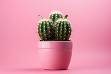Mockup cactus in a pot on pink background