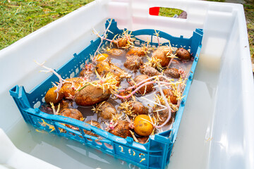 A plastic box with sprouted potatoes is immersed in an insecticide liquid. Preplant seed preparation