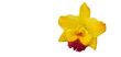 Yellow cattleya orchid on transparent background with PNG file