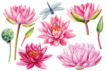 Lotus Pink Flowers, Seed, Bud And Dragonfly, Flora Isolated White Background, Watercolor Illustration, Water Lilies Set