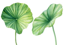 Watercolor Lotus Leaves On Isolated White Background, Green Water Lily Leaf, Hand Drawn Illustration
