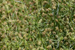プランタゴ・サイリウム Plantago psyllium 別名：エダウチオオバコ、特定保健用食品