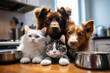 Pets in the kitchen near empty bowls beg for food. Created using artificial intelligence.