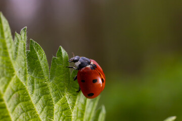 Wall Mural - Closeup on the colorful seven-spot ladybird, Coccinella septempunctata on a green leaf in the garden