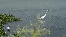 Great White Egret Or Heron Catching And Eating Small Fish In The Lake Water