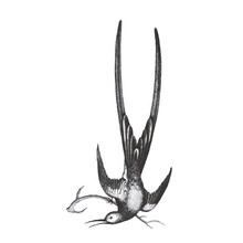 Fork-tailed Woodnymph (Thalurania Furcata). Doodle Sketch. Vintage Vector Illustration.