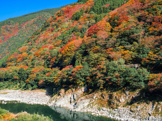 Wall Mural - beautiful landscape of red maple leaves near the river in autumn or fall, travel or outdoor, oboke i
