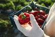 © Westend61 - Farmer with fresh red bell peppers at field