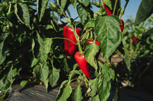 Red Bell Peppers On Plant At Farm