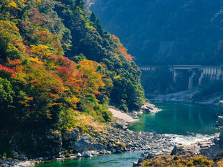 Wall Mural - beautiful landscape of red maple leaves near the river in autumn or fall, travel or outdoor, oboke i