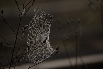 Spider web and dew drops. Macro photography. Details in nature