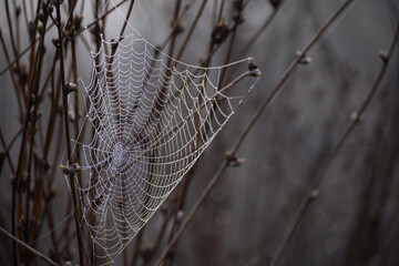 Spider web and dew drops. Macro photography. Details in nature