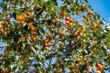 Sticker - Diospyros kaki fruit or Persimmons are exposed to the sun and natural wind like the Japanese and Korean Hoshigaki method, Da Lat, Vietnam. Hong Treo Gio