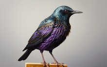 Illustration Of A European Starling - Isolated Side Profile On Plain Background