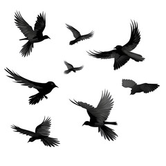 set of birds, birds in flight On transparent background Generative AI