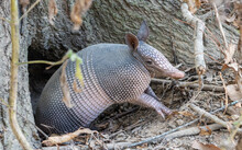 Nine-banded Armadillo (Dasypus Novemcinctus) Getting Out Of A Burrow, In The United States. The Nine-banded Armadillo Is A Solitary, Mainly Nocturnal Animal, Found In Many Kinds Of Habitat