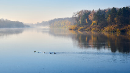 Wall Mural - foggy river at the early autumn morning with ducks