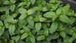 Garden plants. Lush green leaves of peppermint plants in a top-down view. These food spices are growing in the plant bed and are also popular folk remedies for medicinal use. 