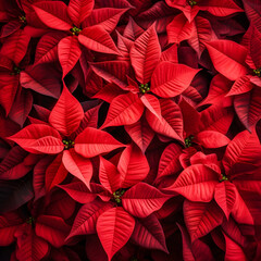 Wall Mural - Abstract background with red Poinsettia leaves. Square composition.