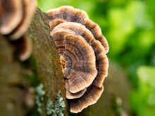 Selective Focus Of A Coriolus Versicolor Or Polyporus Versicolor (Trametes Versicolor) On A Trunk In The Woods With Blurred Background