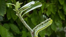Timelapse Of Big Caterpillars, Green Hornworm, Eating Plant Leaves. Time Lapse Life Of Big Caterpillar Eating Leave Plant