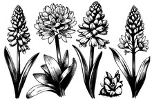 Drawing Hyacinth Flower Sketch Black And White Art Hand Drawn Set