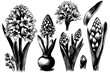 Set hand drawn line art flowers. Spring hyacinth for Easter decor garden backgrounds floral design. sketch