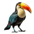 Beautiful animals Toucan toco , Ramphastos toco, isolated on a transparent background