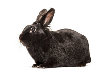 Wall Mural - Rabbit looking at camera against white background