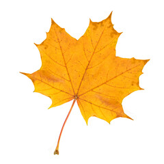 Canvas Print - Yellow maple leaf isolated on transparent background.  Autumn mood.
