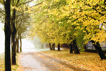 Autumn outdoor landscape. City park foggy day. Fall season walking path. Autumn in Poland. Heavy fog. Yellow leaves all around. City pavement covered with leaves. Urban walking area.