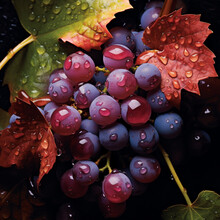 Fotografia de primer plano de racimo de uvas con hojas y gotas de frescor