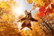 Close-up view of a squirrel jump in air in forest in Autumn with beautiful foliage.