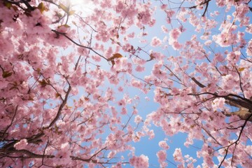 Wall Mural - Beautiful pink petals flying in air in blooming cherry blossom woods in Spring. Spring seasonal concept.