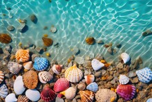 Close-up View Of Colorful Shells In Sea Water. Summer Tropical Vacation Concept.