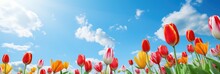 Beautiful Tulip With Variable Colors In Field And Blue Sky In Spring. Spring Seasonal Concept.