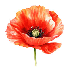 Canvas Print - poppy