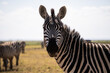 Zebra im Amboseli Nationalpark in Kenia