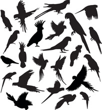 Set Of Different Parrot Bird Silhouette. Vector Illustration Parrots Isolated On White Background