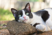 Black And White Cat Lying With Her Head On A Rock