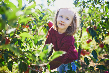 Wall Mural - preschooler girl picking red ripe organic apples in orchard or on farm on a fall day