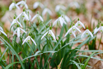 Wall Mural - Snowdrop spring flowers. Delicate Snowdrop flower is one of the spring symbols telling us winter is leaving and we have warmer times ahead.